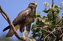 Giovane poiana